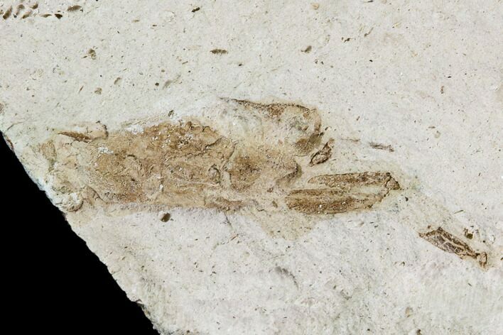 Partial Fossil Pea Crab (Pinnixa) From California - Miocene #105029